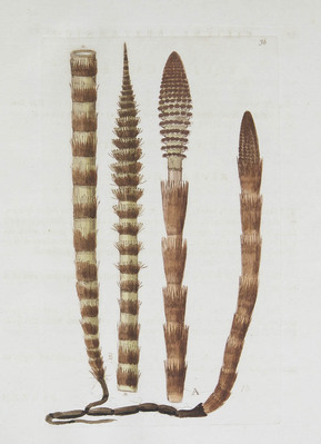 5839
          <br/>
          Filices Britannicae; an history of the british proper ferns. With plan and accurate description and the new figures of all the species and varieties etc.
          <br/>
          <em></em>